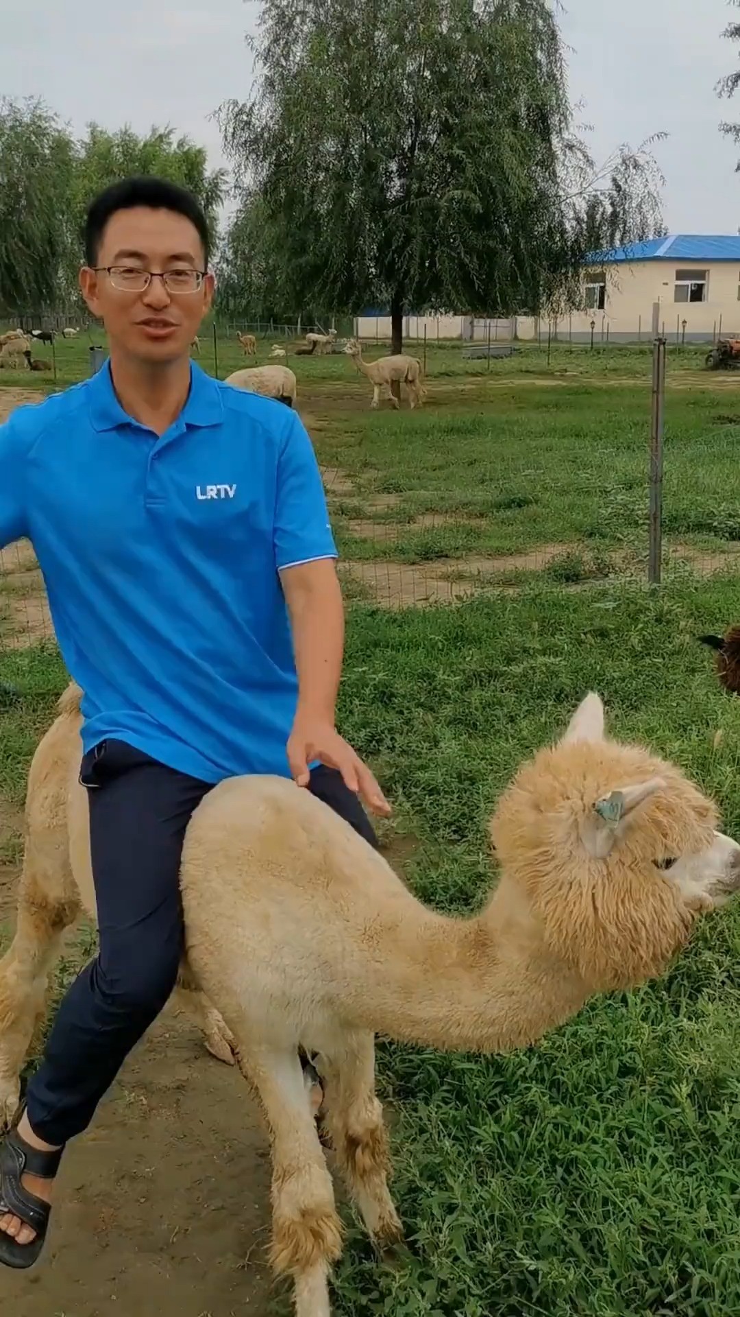 辽宁一个村有500只可爱的萌宠，想来骑羊驼吗？