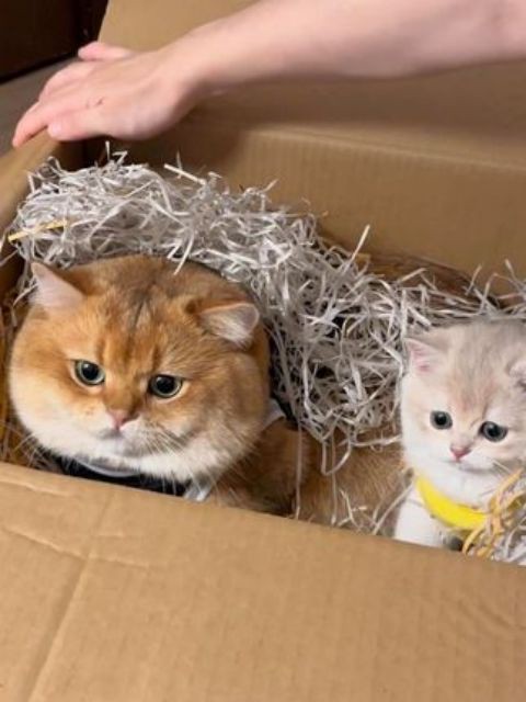 开箱一份猫猫快递！这也太惊喜了～#三星AI手机爱了 #红山动物园遇见AI #三星S24#金三柜 #萌宠出道计划