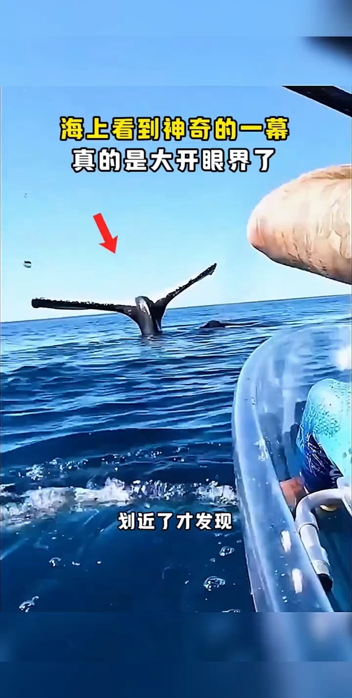 #搞笑 #动物世界精彩集锦 #鲸鱼 在海上看到了奇特的一幕.