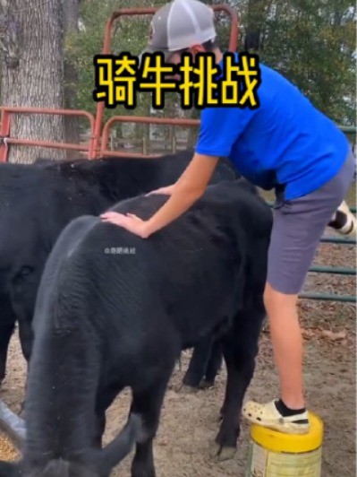 的骑牛挑战：大黑牛正在进食，小伙竟然想偷偷的骑上去!