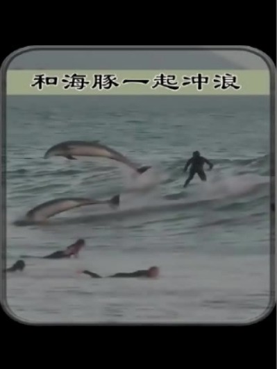 和海豚一起冲浪
