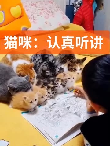 #超治愈的小萌猫 猫咪认真听课！