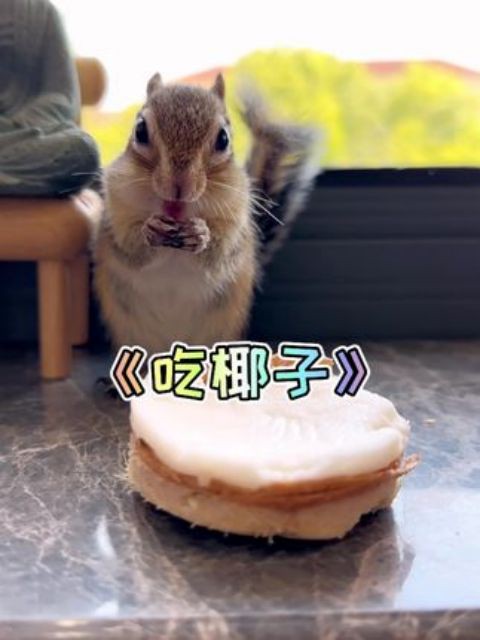 小松鼠喜欢吃椰子！#萌宠 #花栗鼠