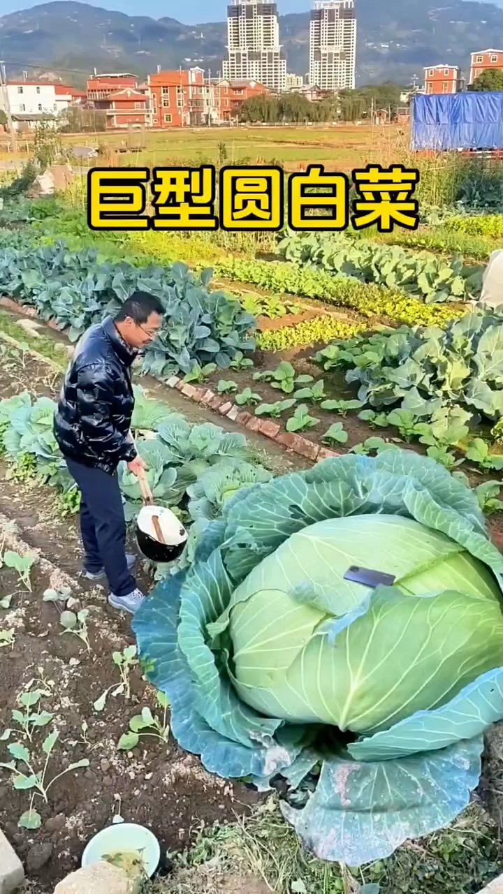 巨型圆白菜