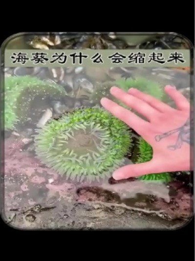 海葵为什么会缩起来