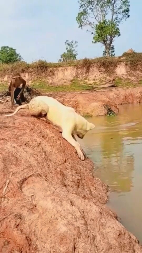 小猴子太坏了，竟然想把狗子推下水去看热闹。