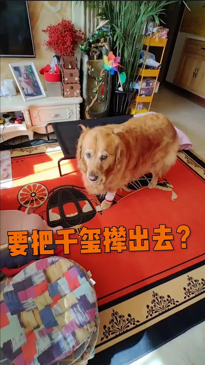 管家婆说啥是啥吧