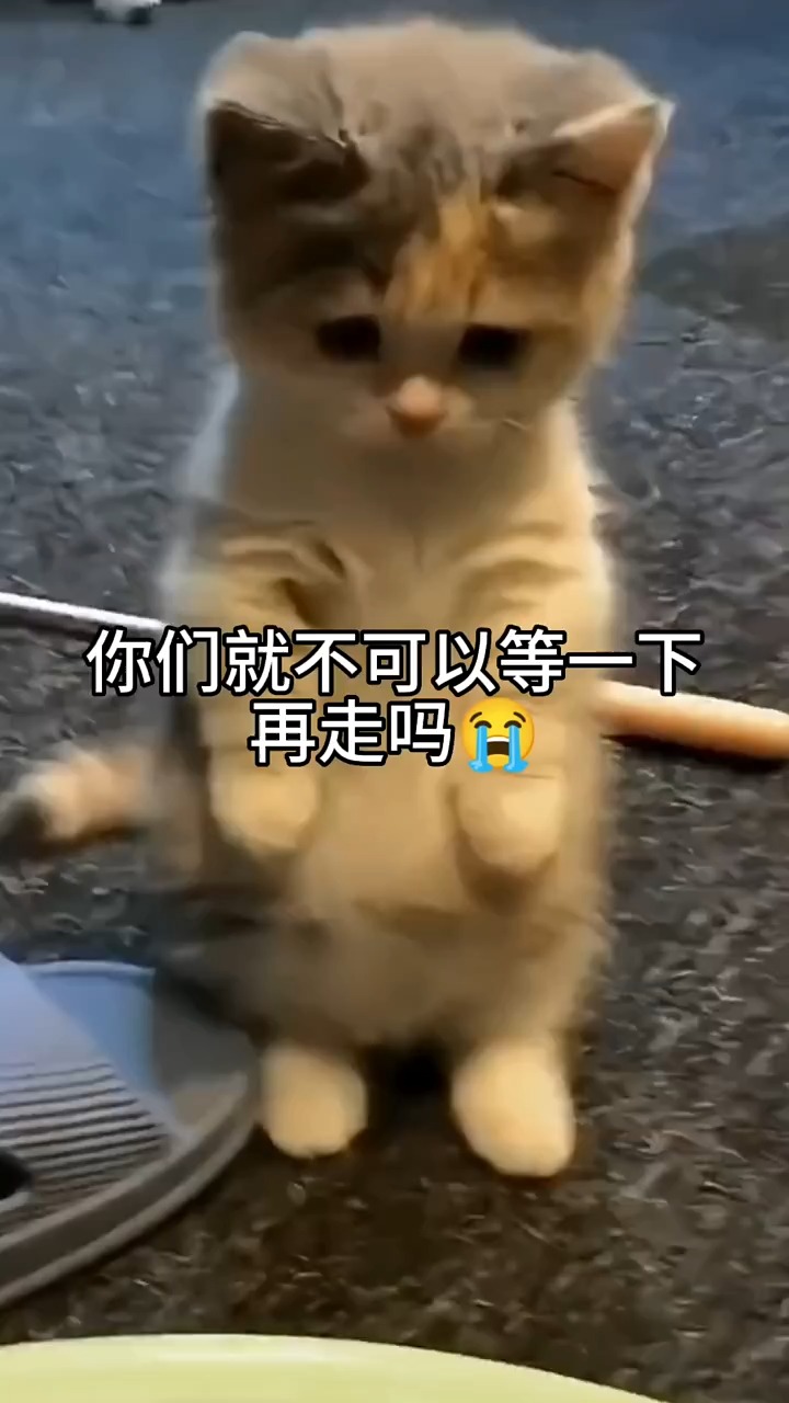 祝小猫咪生日快乐