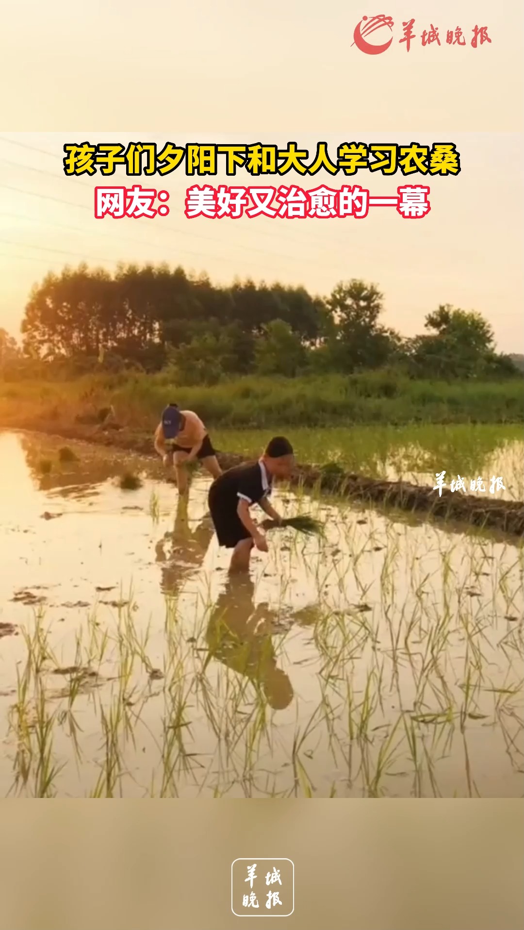 孩子们夕阳下和大人学习农桑,网友:美好又治愈的一幕.