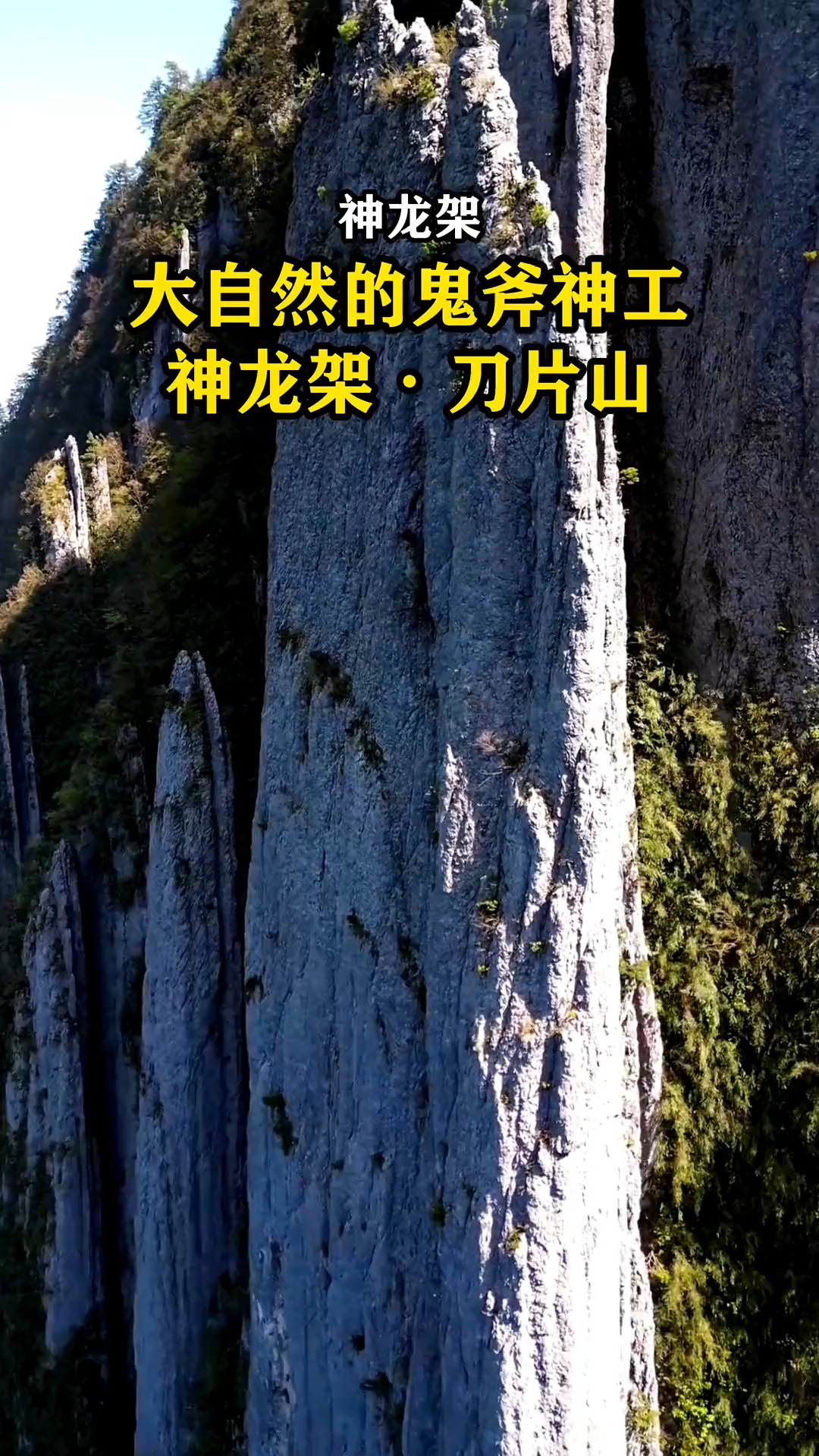 ...在湖北神龙架大山深处,发现神奇的刀片山峰群,薄如纸片,却坚如磐石,上面还长着各种植物,千百万年来巍然屹立,真是太震撼壮观了!#自然奇观 #大...