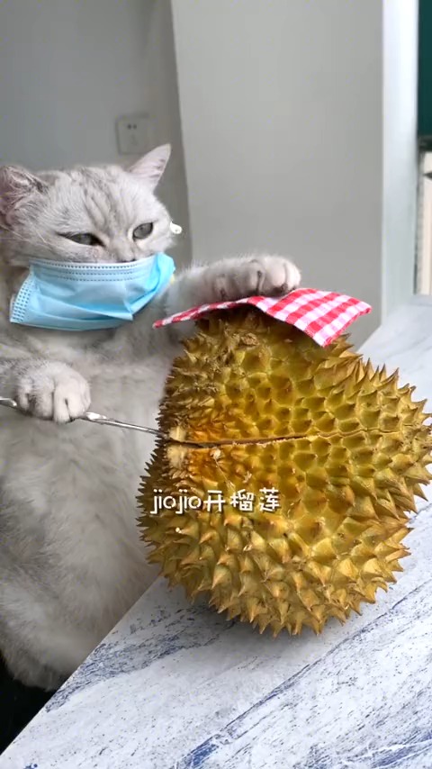 猫王:这么臭的东西,你们为什么觉得美味?