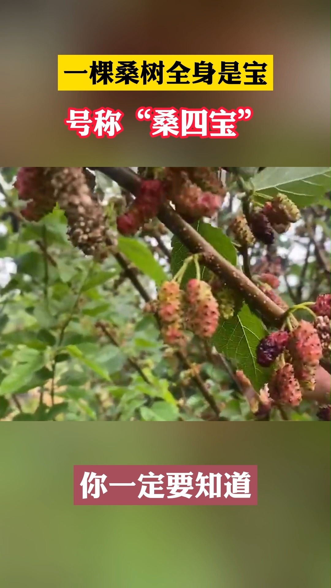 一棵桑树全身是宝,号称“桑四宝”#中医#失眠#健康科普