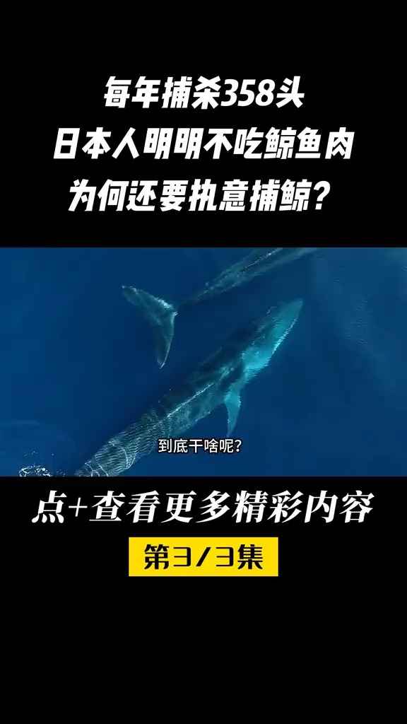 明明不吃鲸鱼肉,日本为何还执意捕鲸?日本人鲸鱼蓝鲸科普知识科研+