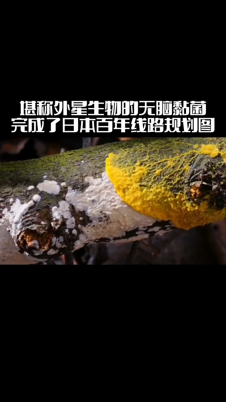  堪称外星生物的无脑黏菌,仅用26小时就完成了日本百年线路规划图#神秘生物 #黏菌 #未来科技