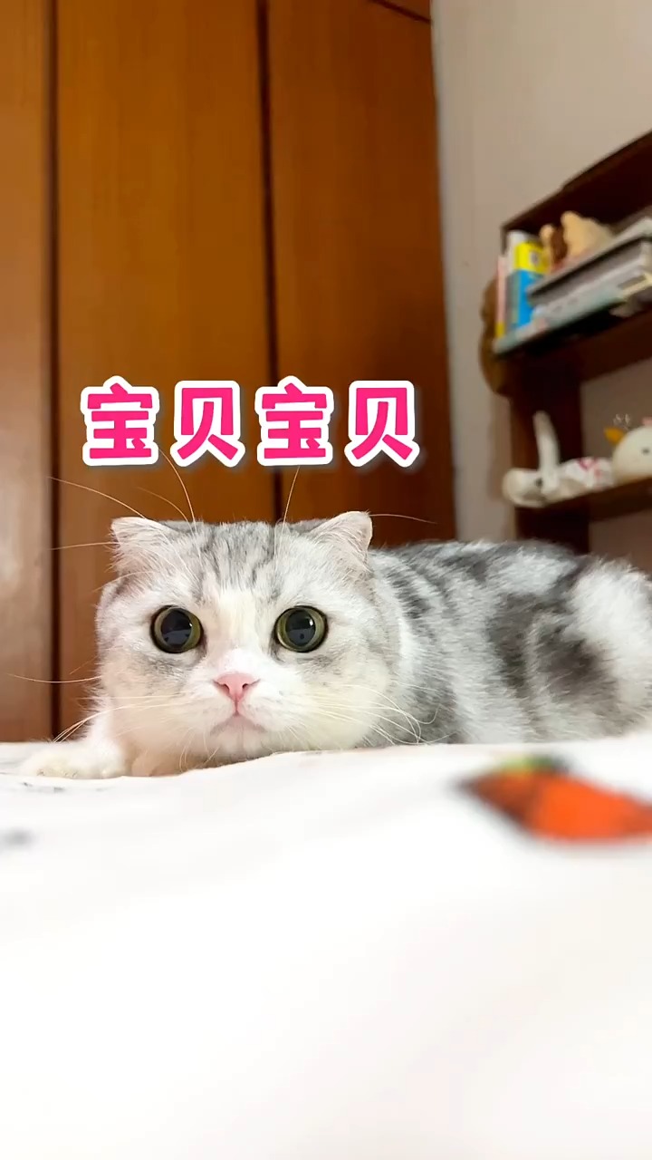 《猫咪爱唱歌》小星星,眨眼睛,我唱首歌给你听 