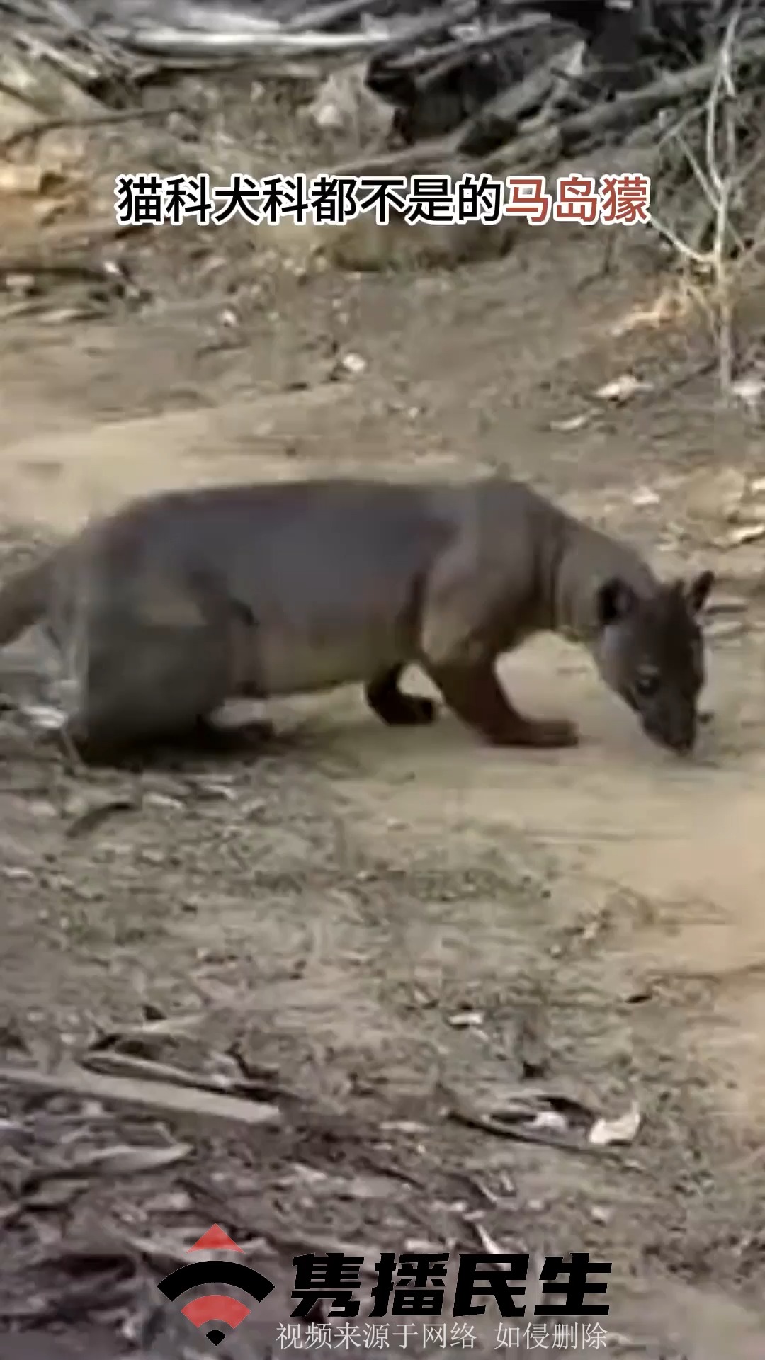 猫科犬科都不是的马岛獴