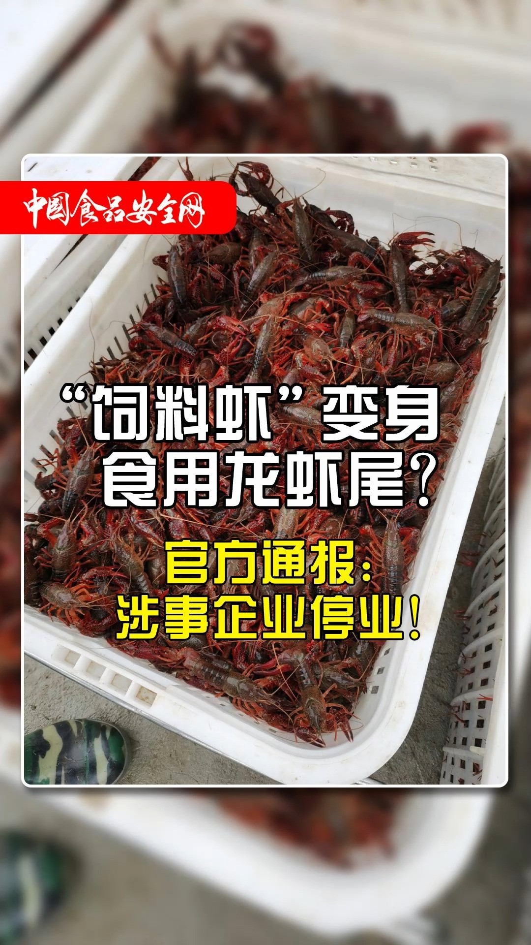 “饲料虾”变身食用龙虾尾?官方通报:涉事企业停业