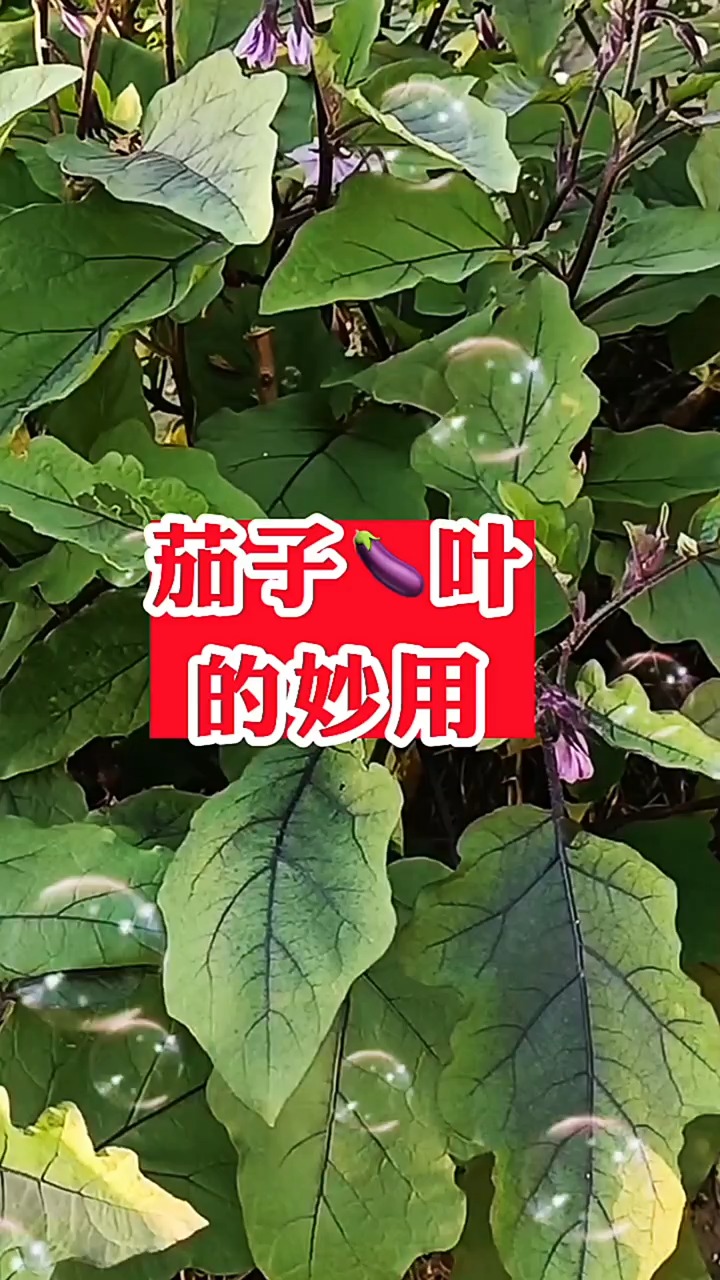 茄子叶的妙用#神评即是标题