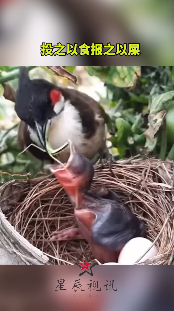 投之以食,报之以屎