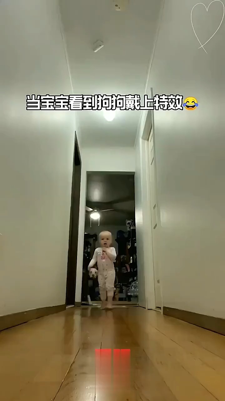 狗:这是个什么东西