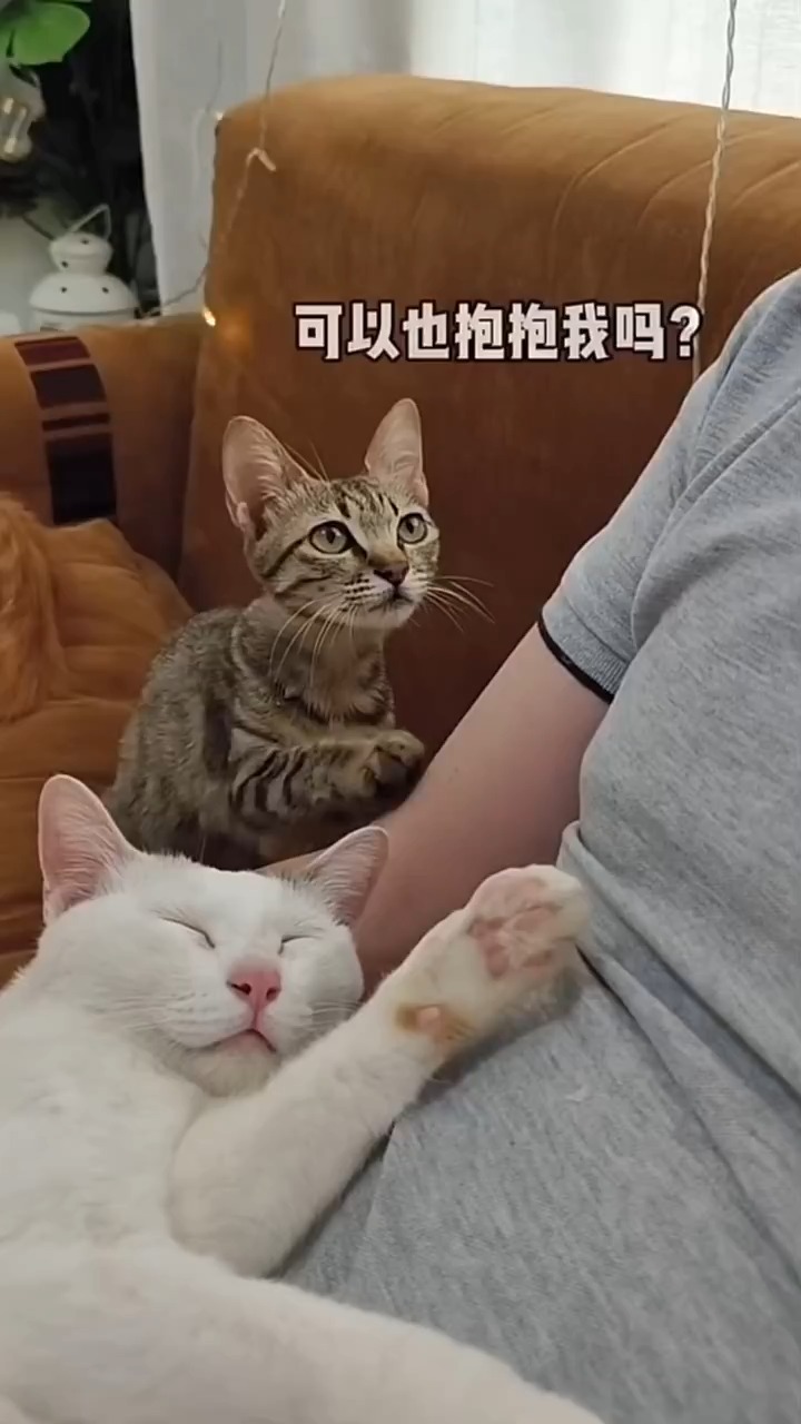 全网最治愈的小猫咪