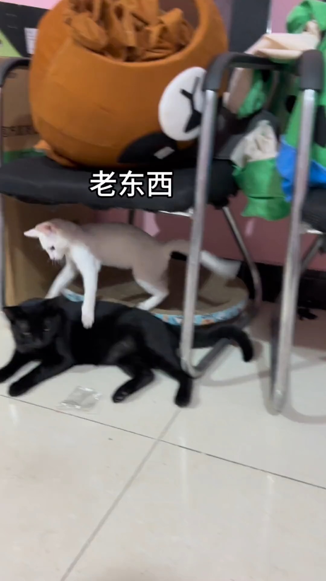 玉体~#猫咪 #萌宠 #神评即是标题 #百万视友赐神评 