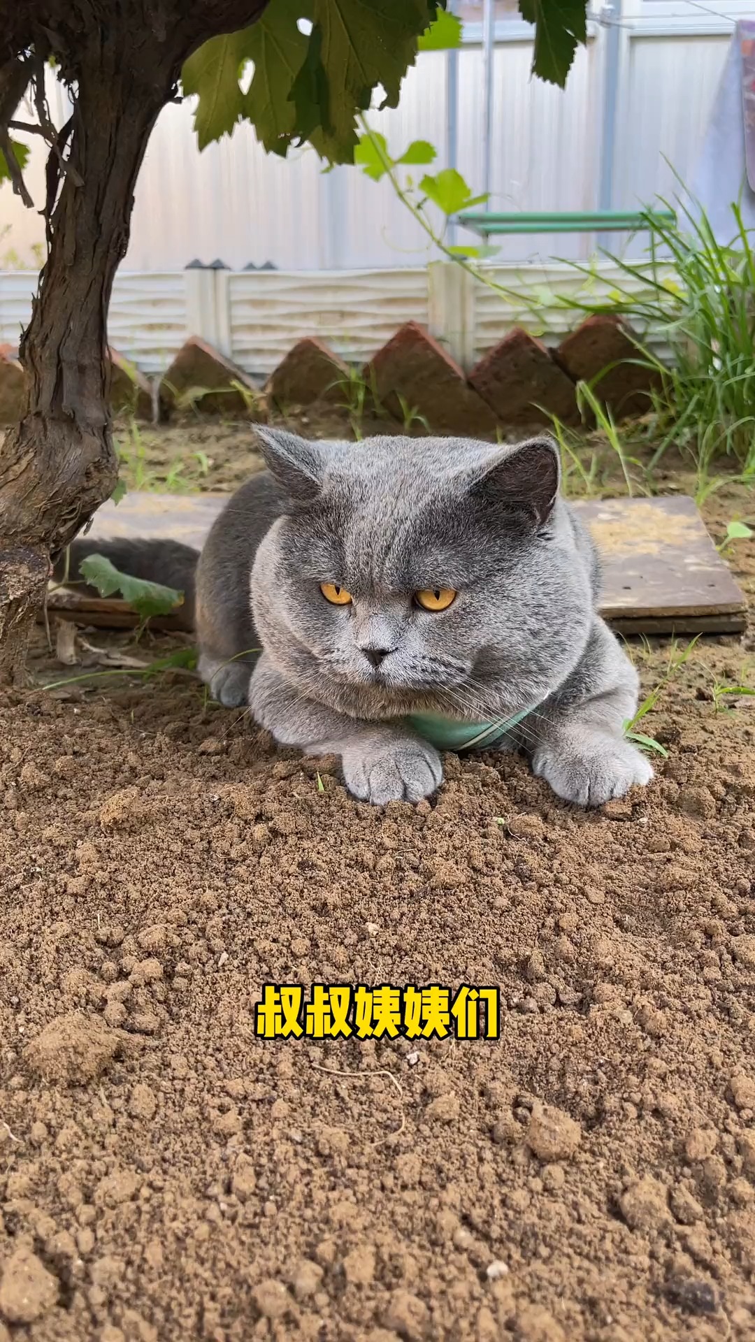 猫猫的流水账日记来喽,不过我家二弟叫显眼包,那可真是一点都不冤枉啊#猫猫 #神评即是标题 #百万视友赐神评 