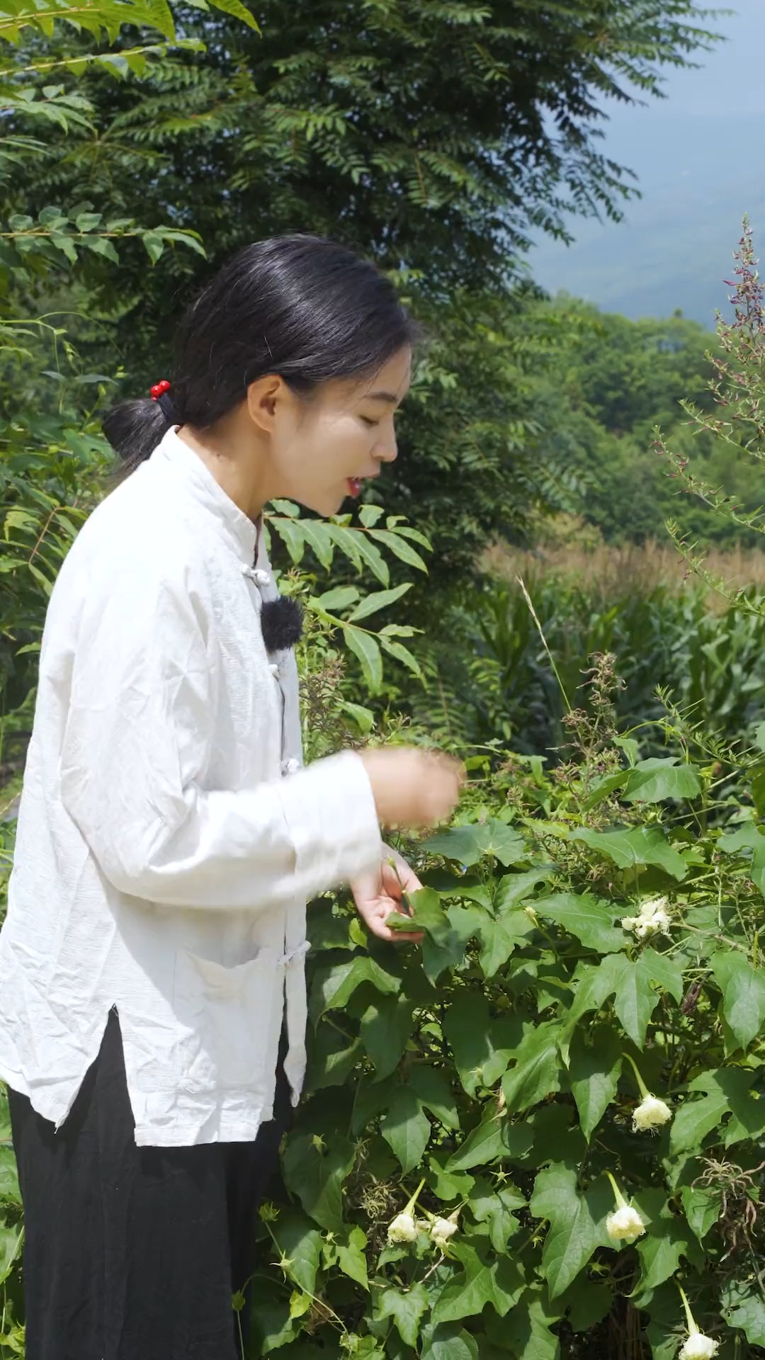 因为它的药用价值,农村老人称它为药瓜.这种植物只在夜间开花,只有有心人才能发现它的盛世美颜 #神评即是标题 #百万视友赐神评 