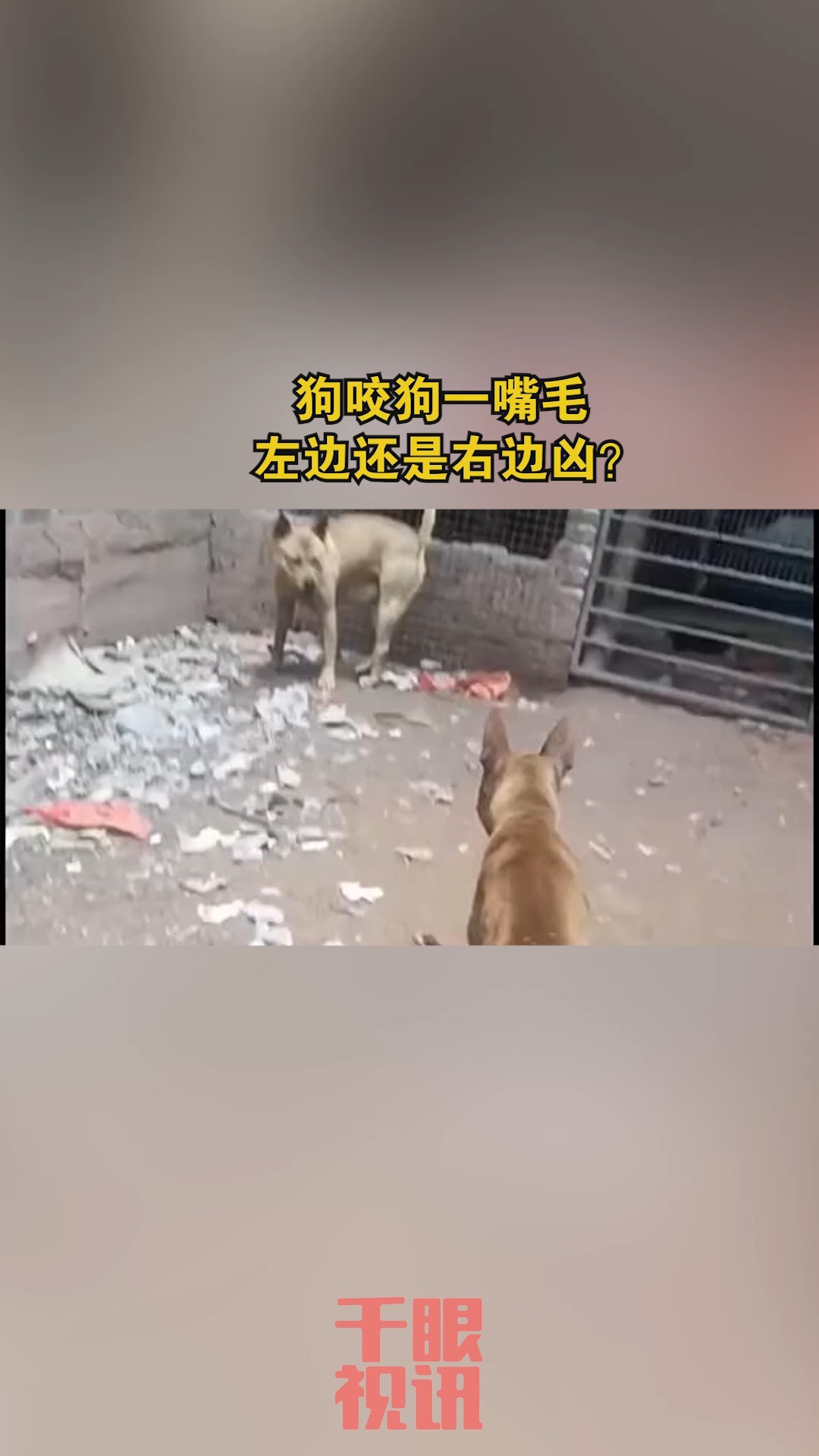 狗咬狗一嘴毛,左边还是右边凶?