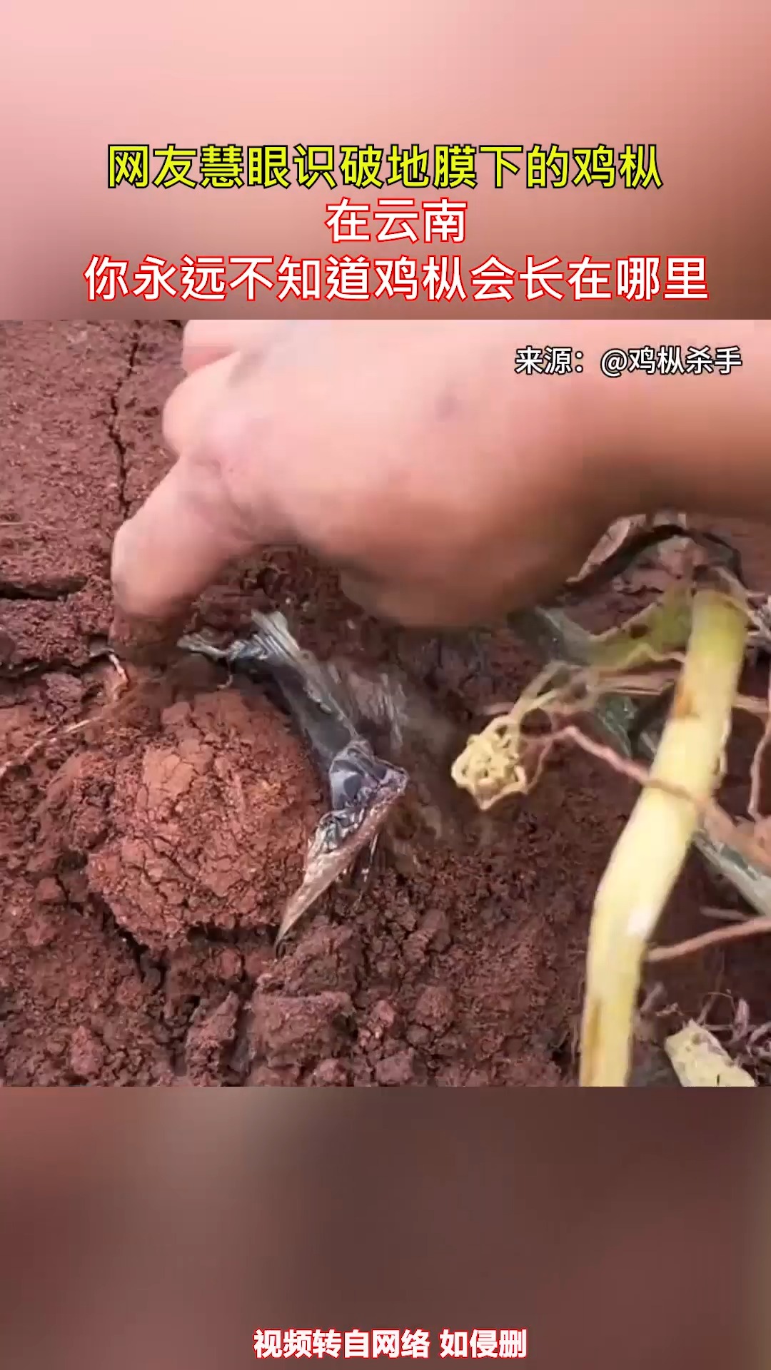 网友慧眼识破地膜下的鸡枞 在云南,你永远不知道鸡枞会长在哪里 