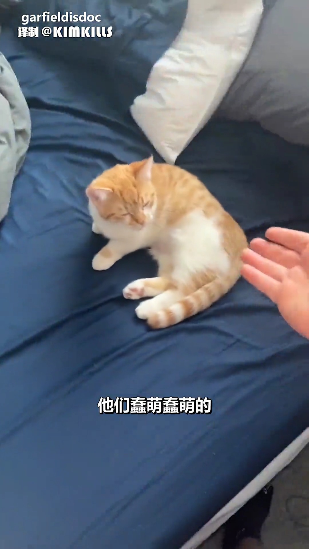 猫治百病 猫到病除 #神评即是标题