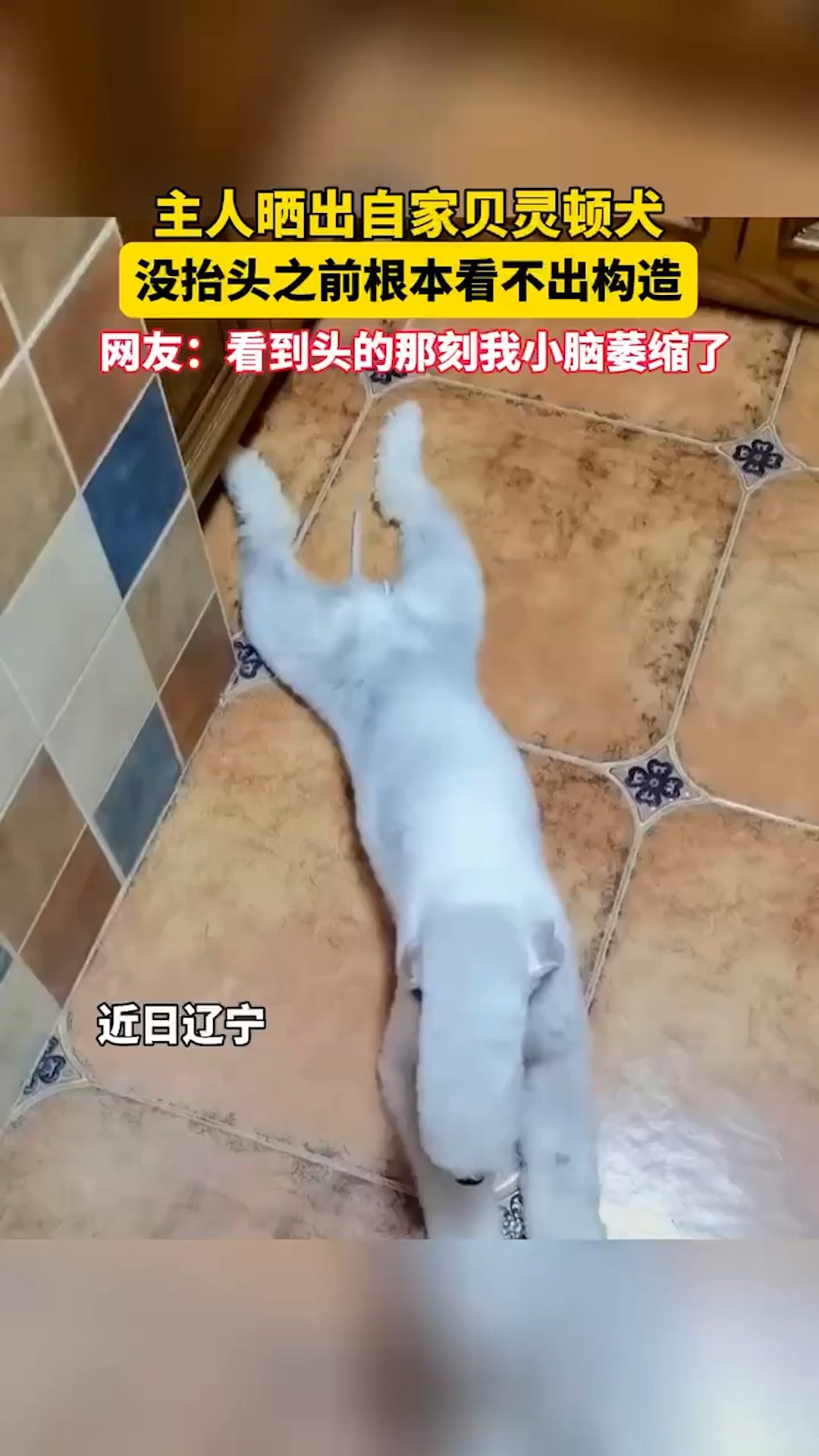 主人晒出自家贝灵顿犬,网友:看到头的那刻我小脑萎缩了 