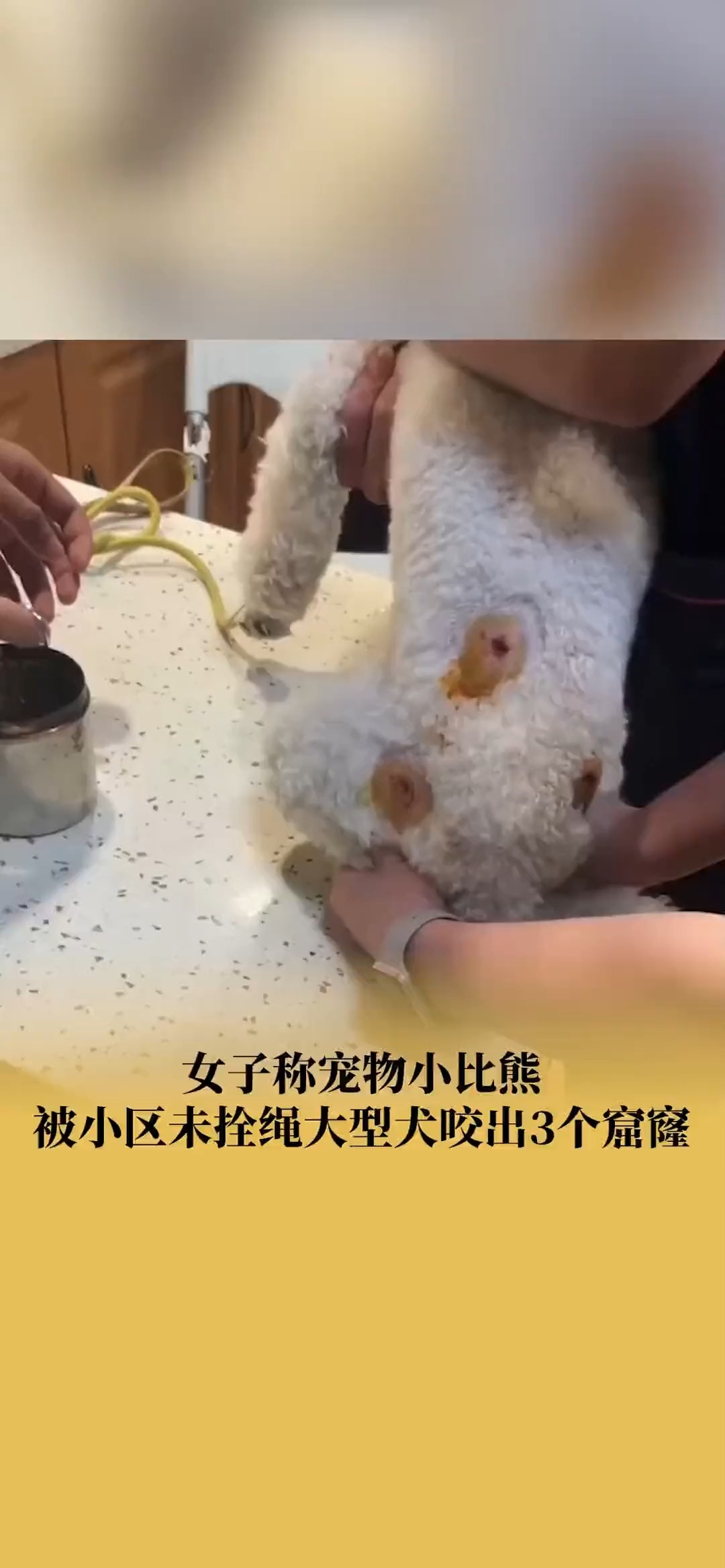 主人称小狗被未拴绳大型犬咬3个窟窿:希望大家遛狗一定要拴绳#遛狗#比熊(素材来源@毛球的主人是教画画的侯老师 )