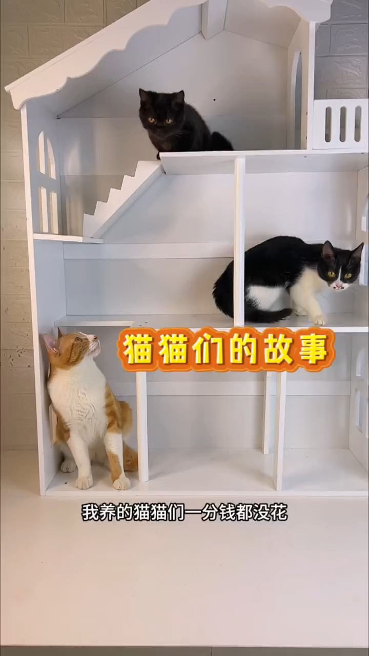 和大家讲讲咱们家猫猫们的故事吧! 