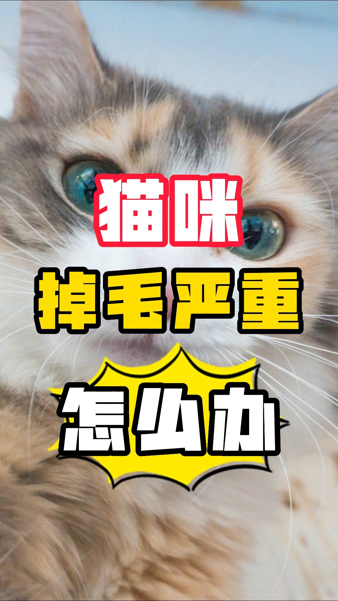 猫咪掉毛严重,应该如何解决? 