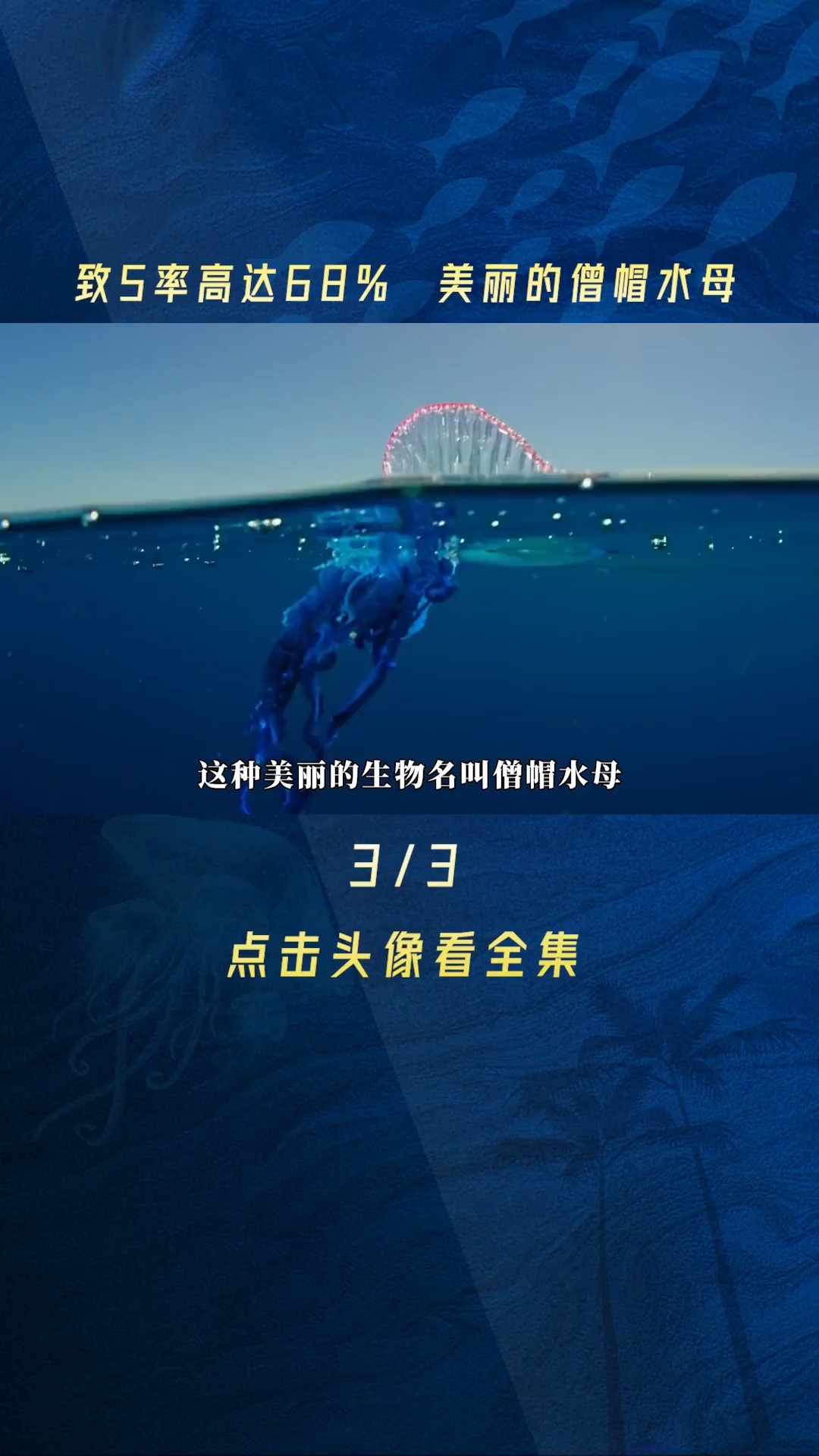 致死率高达68%,美丽的僧帽水母!#水母#海洋生物#海洋生物科普#动物科普#海洋#僧帽水母#知识