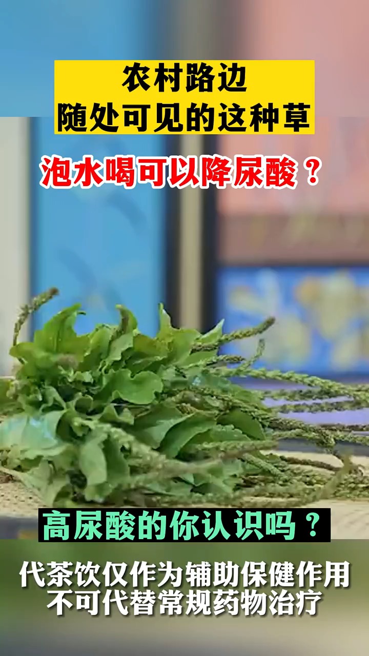 农村路边 随处可见的这种草 泡水喝可以降尿酸?