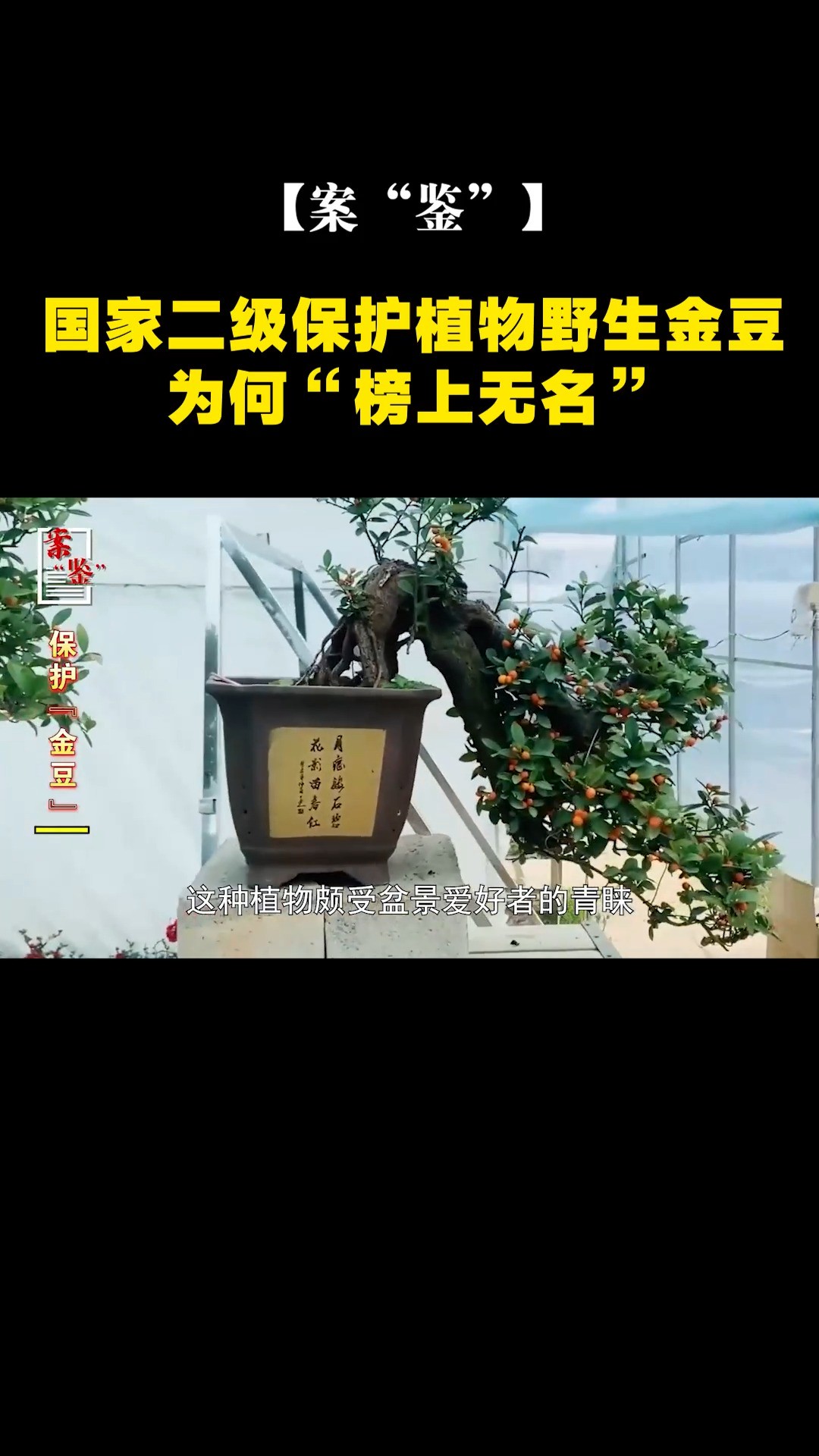 【案“鉴”】国家二级保护植物野生金豆,为何“榜上无名”?