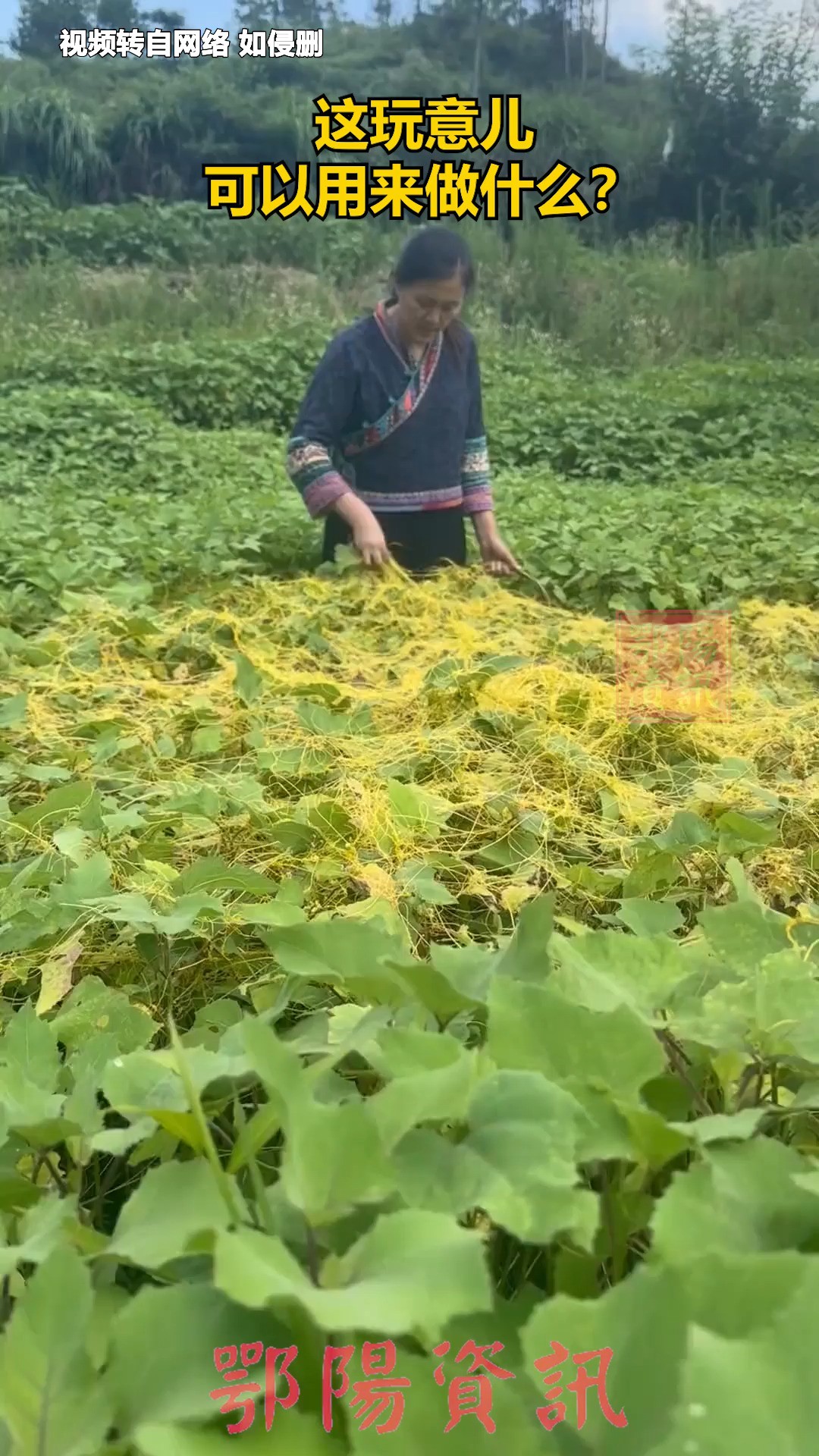 老家的菟丝了多到摘不完,你的家乡有吗