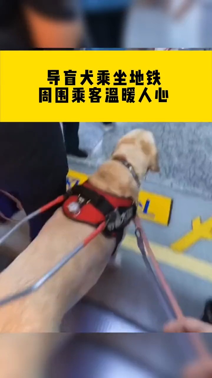 导盲犬乘坐地铁,周围乘客温暖人心(编辑 张迎春审核 李龙周监制 谢永静)