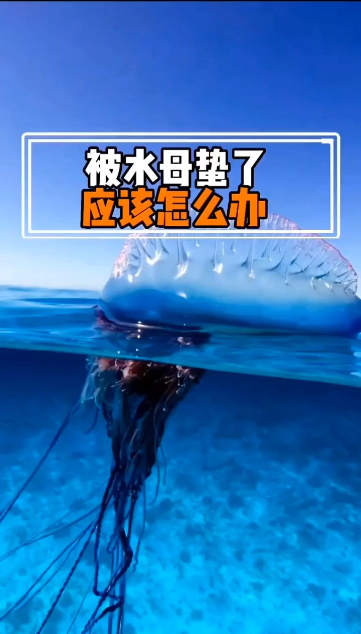 水母#科普