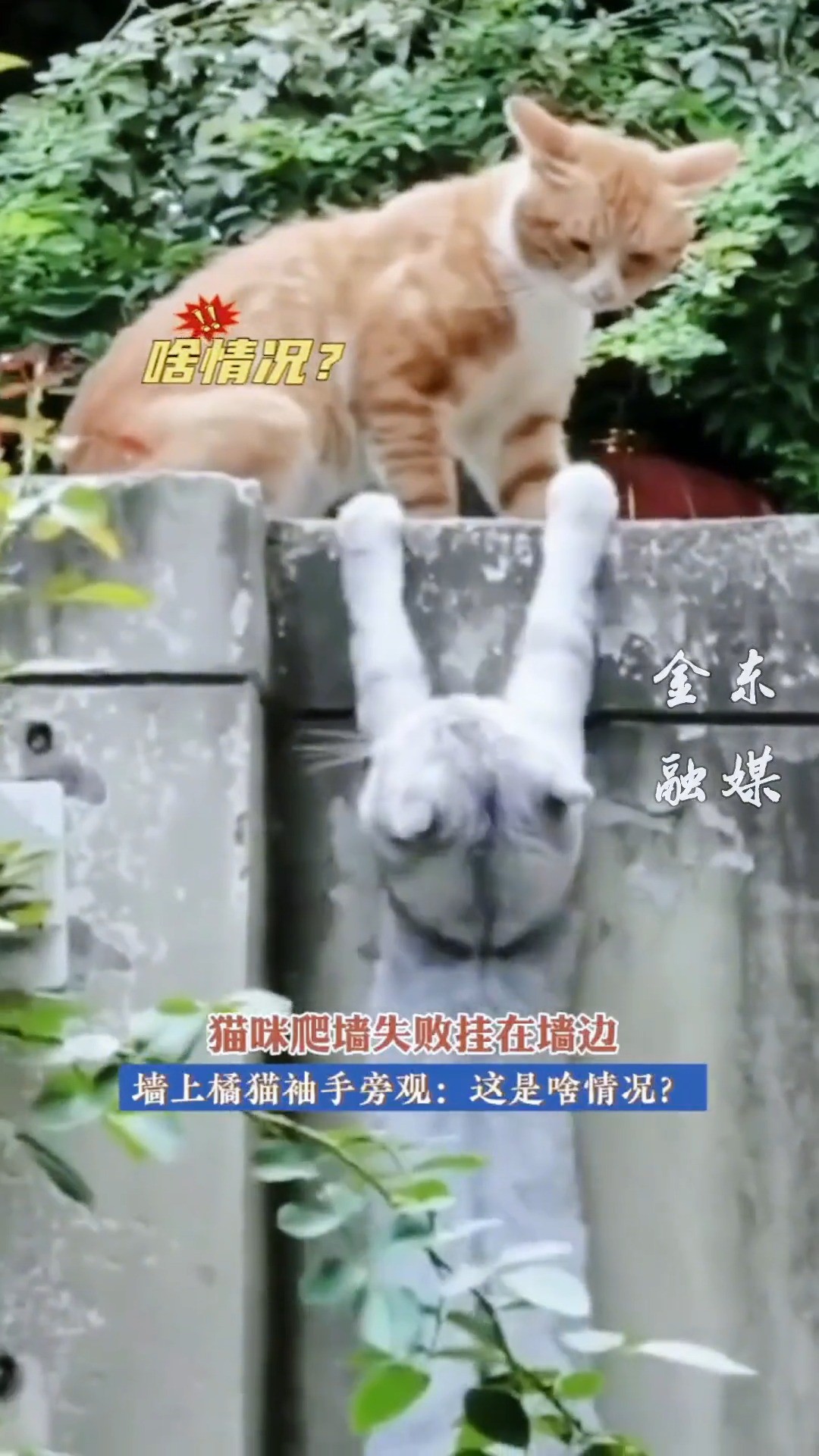 猫咪爬墙失败挂在墙边…… #小橘猫 (H)