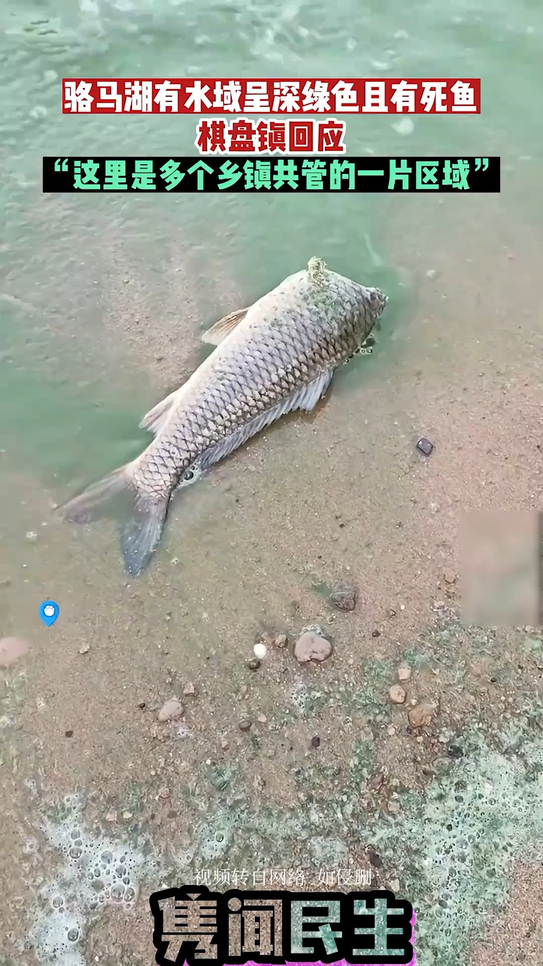 骆马湖有水域呈深绿色且有死鱼,棋盘镇回应:“这里是多个乡镇共管的一片区域” 