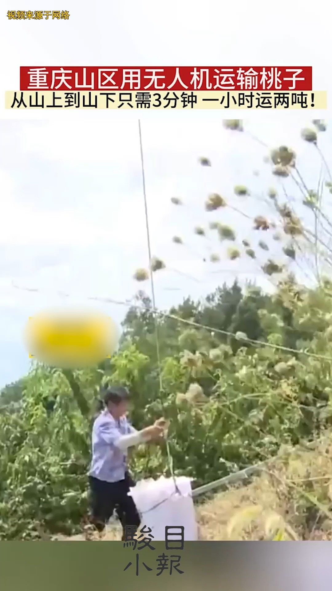 无人机运输 重庆山区用无人机运输桃子,从山上到山下只需3分钟 一小时运两吨!