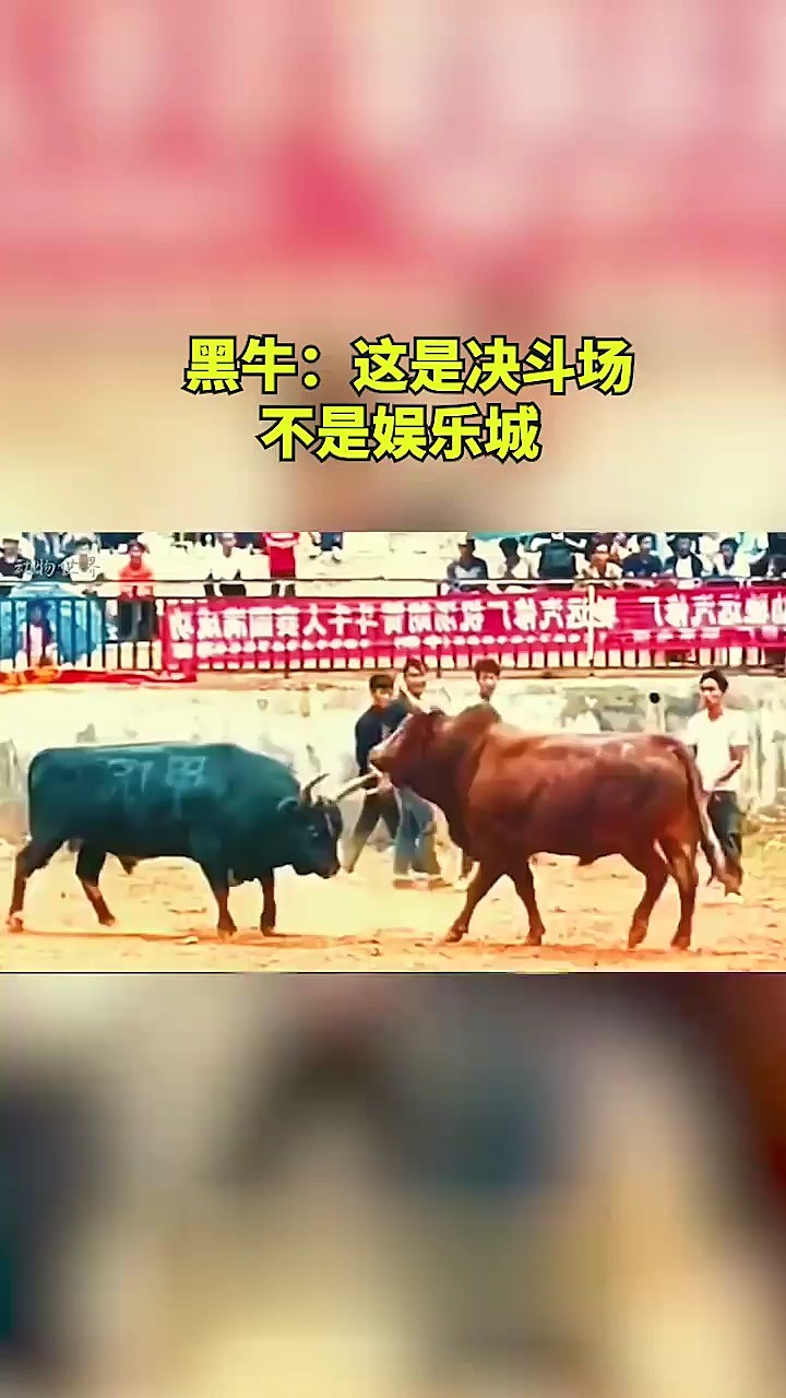 黑牛:这是决斗场,不是娱乐城