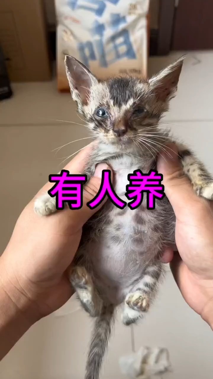  新猫上任 好爱我的猫 