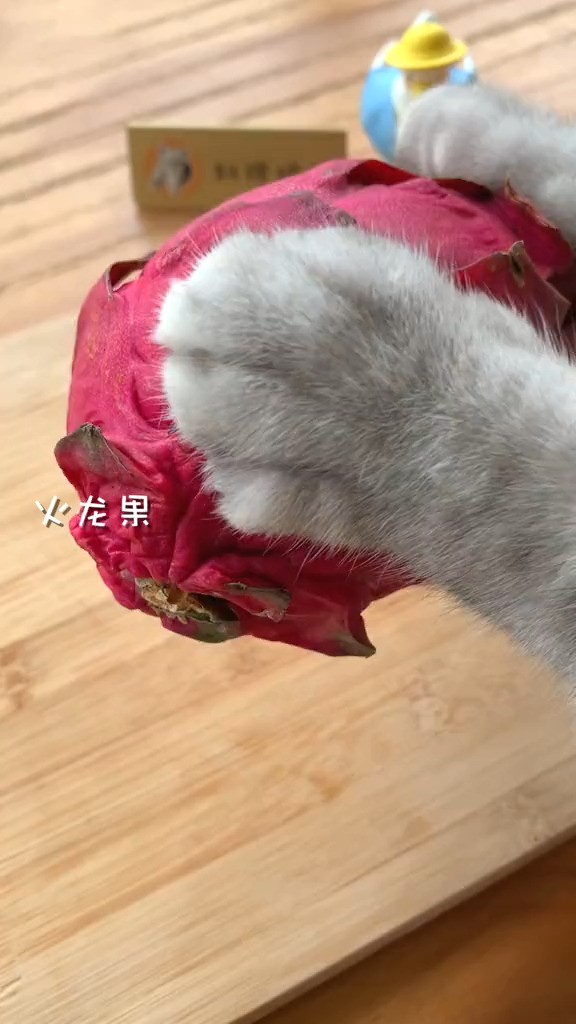 猫王:你们一定没喝过桃桃甘露会做饭的猫.