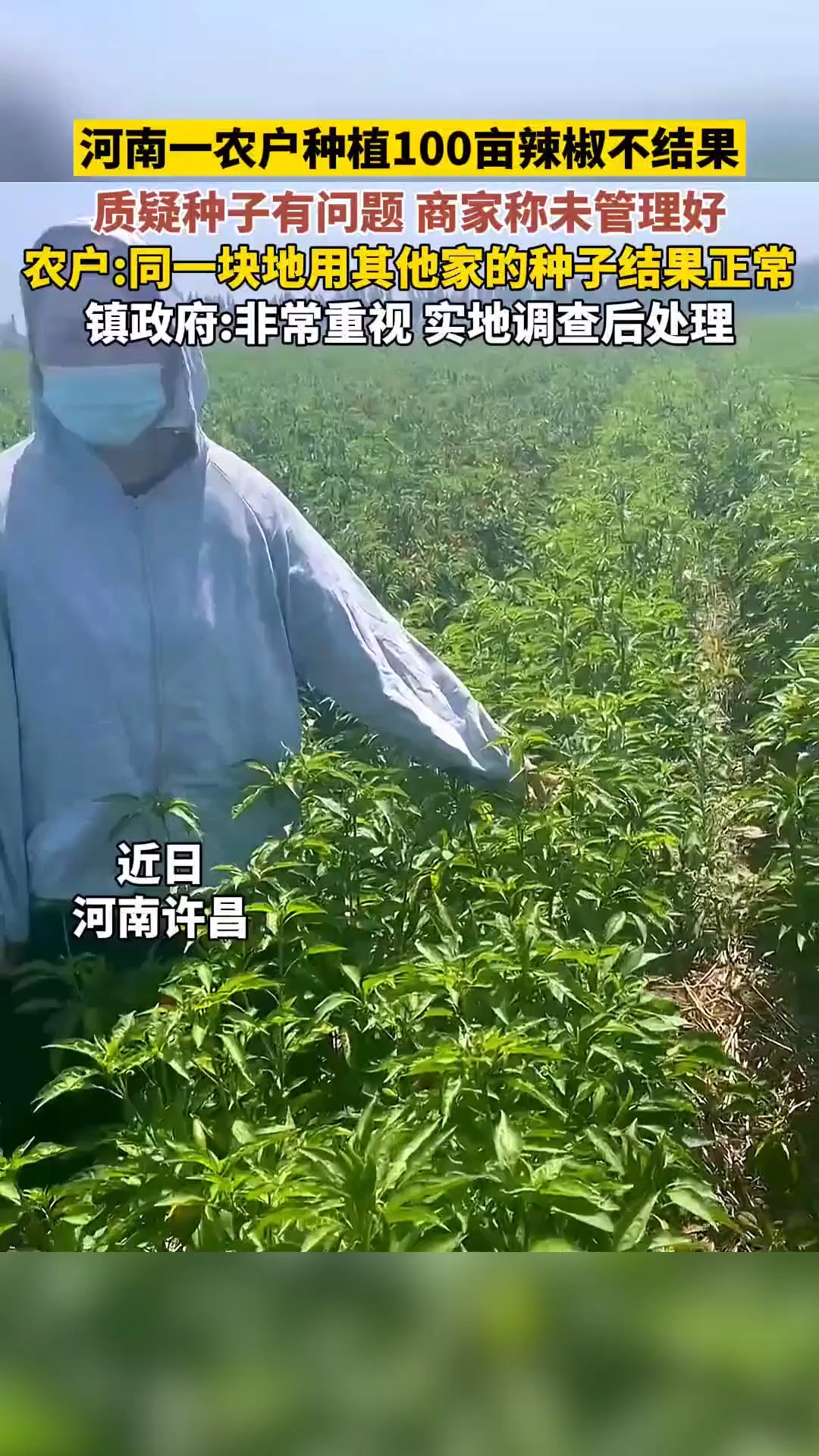 河南一农户种植100亩辣椒不结果,质疑种子有问题维权未果,商家称未管理好,农户:同一块地用其他家的种子结果正常 