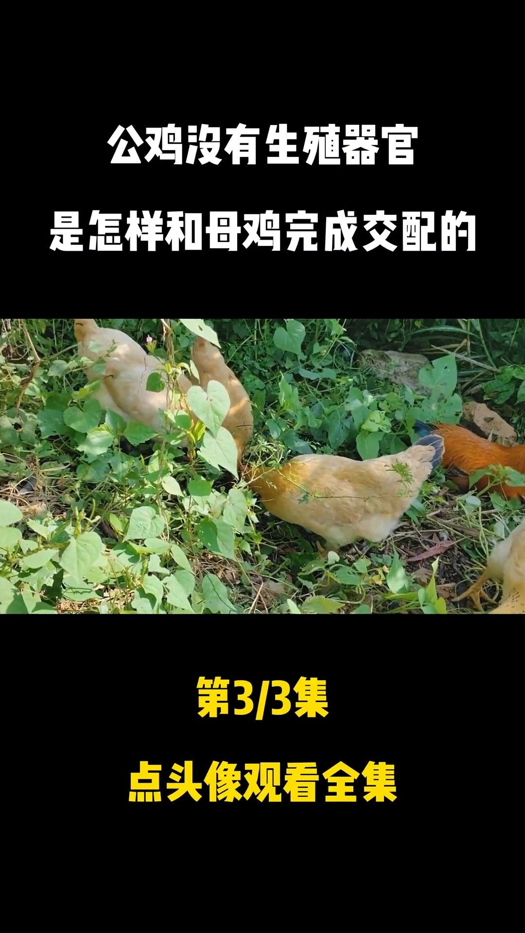 公鸡没有生殖器官,是怎样和母鸡完成交配的?真相让人难以启齿