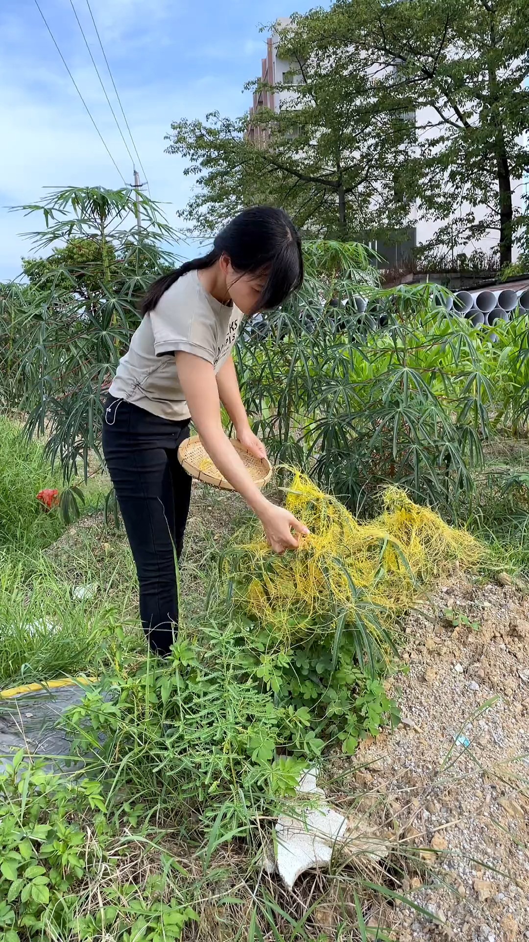 金丝藤又名吐丝子、无娘藤、无根藤#植物科普 #你的家乡有这种植物吗 #神评即是标题 #百万视友赐神评 